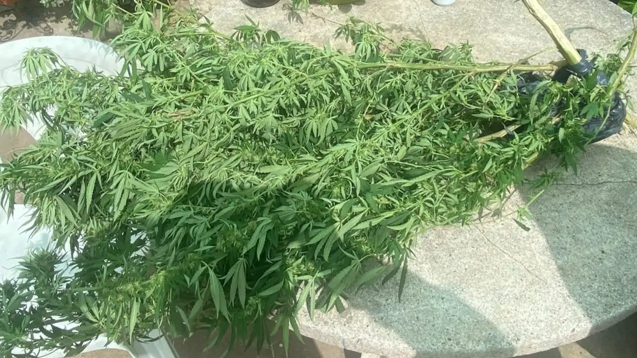 Hallaron una planta de cannabis en el patio de una casa en barrio Sáenz Peña