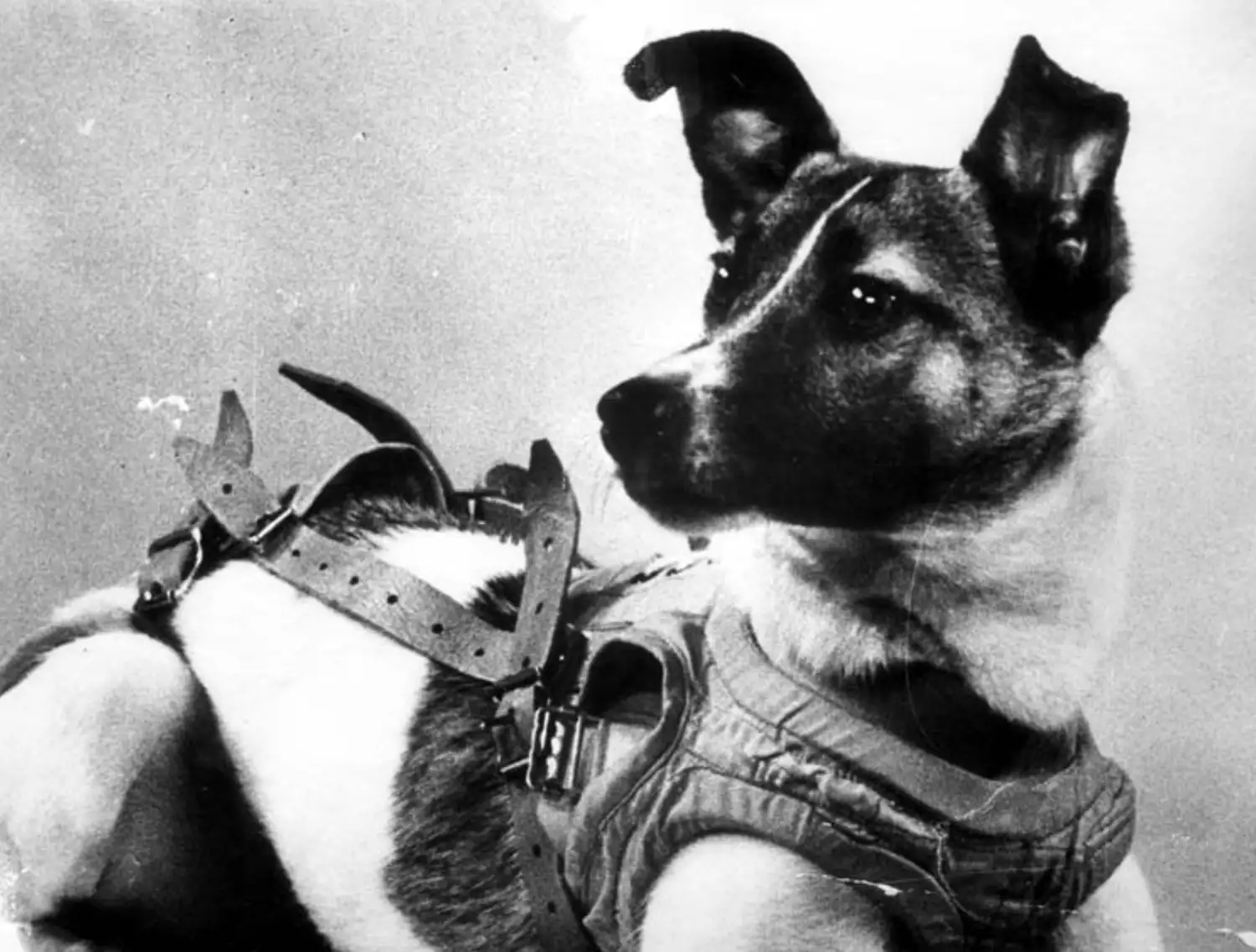 Cuando vivía Laika