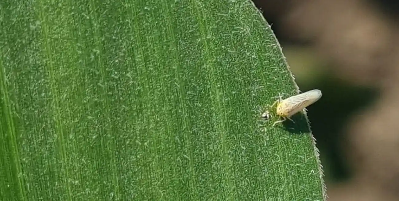 Durante el encuentro se analizó la reciente aprobación de insecticidas para chicharrita por parte de Senasa.