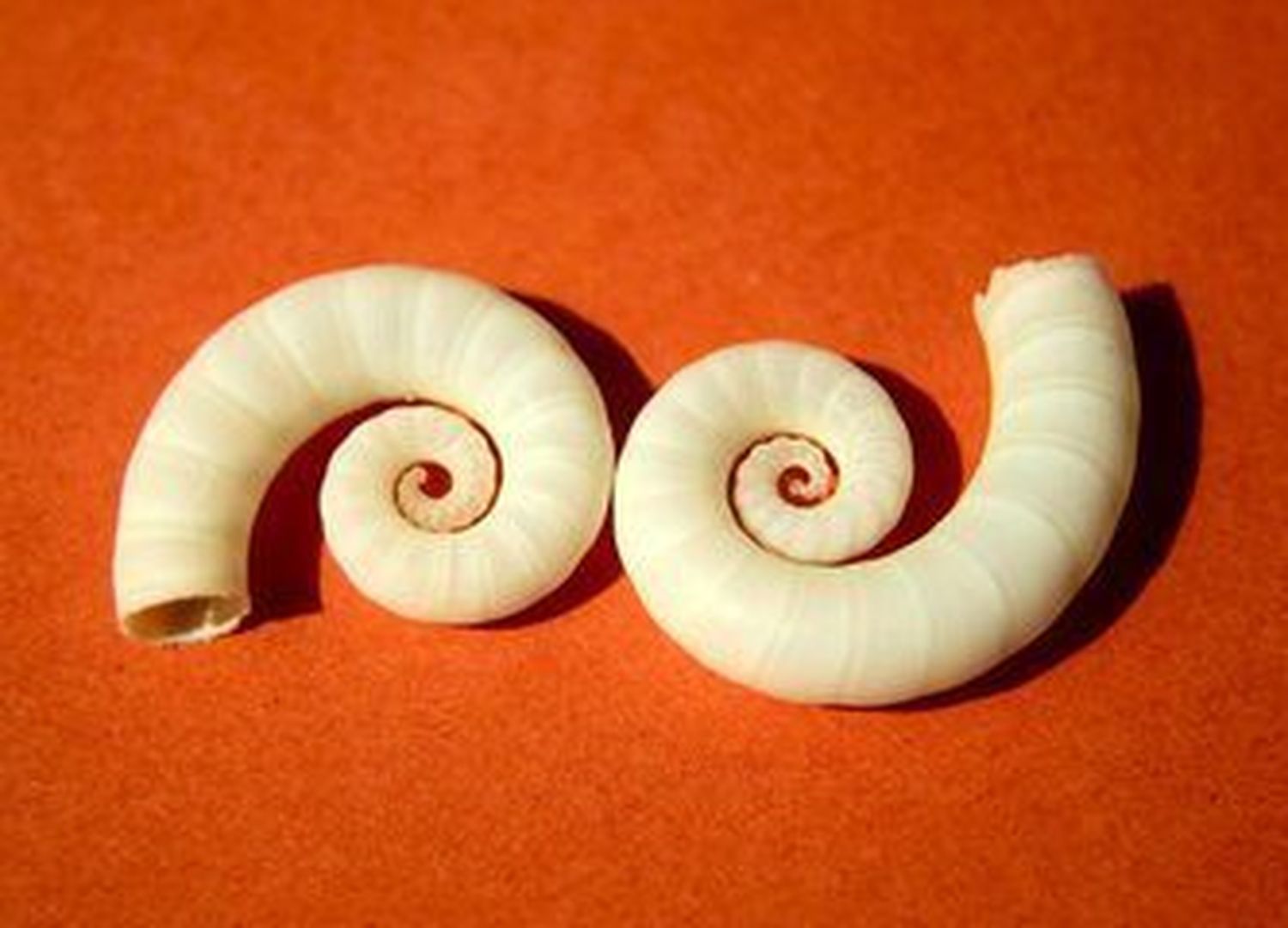 ¡Fuchi! Gusanos acuáticos invaden playas en Brasil