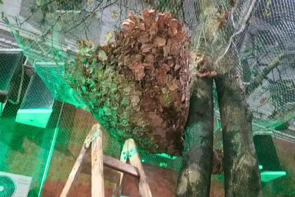 Mantenimiento continuo de redes en el centro para evitar acumulación de hojas