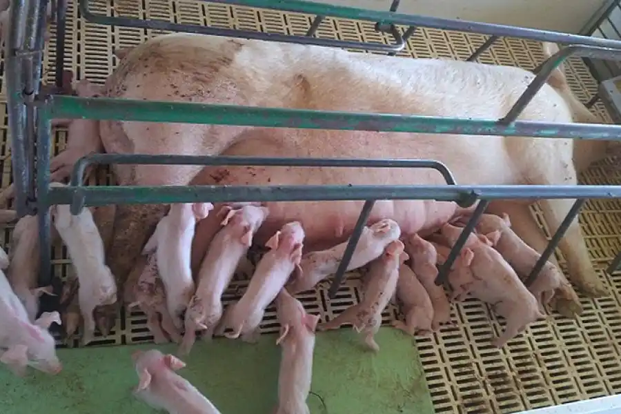 Avance genético y manejo reproductivo: por qué nacieron 28 cerditos en un parto