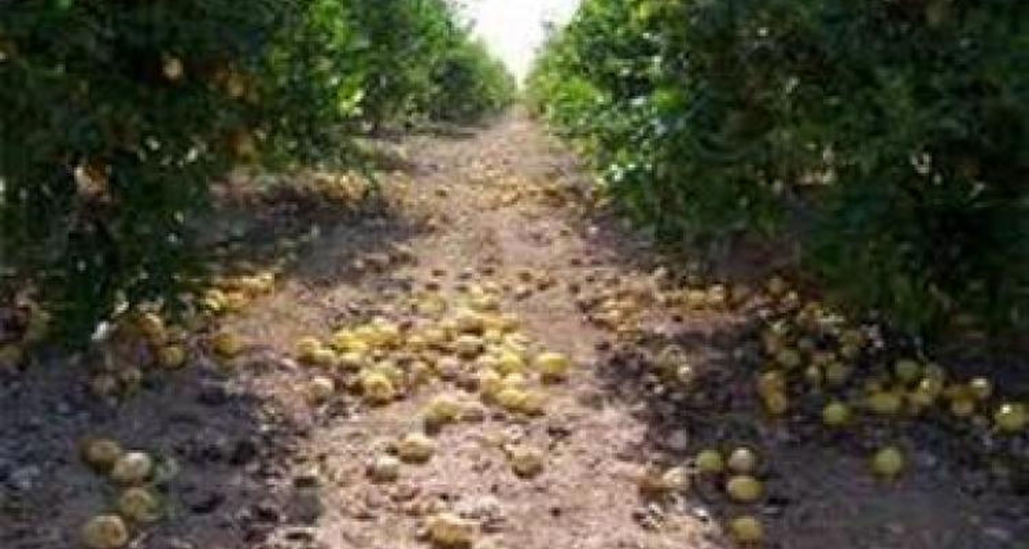 Para productores de cítricos