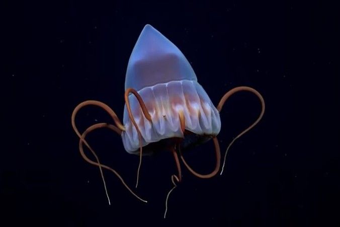 Una de las tantas especies que sorprendieron en el fono del mar.