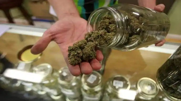 Piden por la despenalización del cannabis para uso medicinal