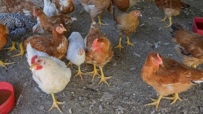 La Argentina retoma la exportación de productos aviares a Japón