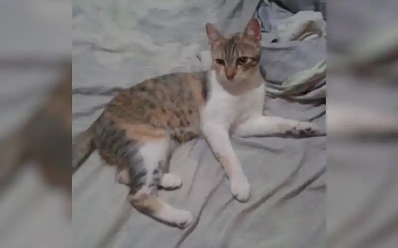 Buscan a Luna
