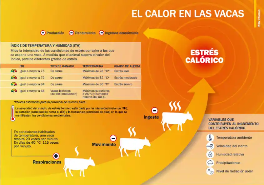 el calor de las vacas