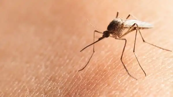 Consejos para enfrentar la invasión de mosquitos