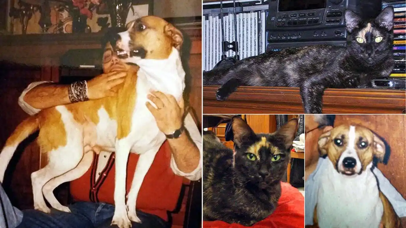 Loqui, la perra que ayudó a parir a su amiga gata