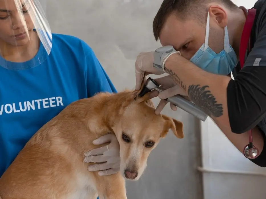 Campaña de concientización y reflexión sobre la violencia hacia la profesión veterinaria