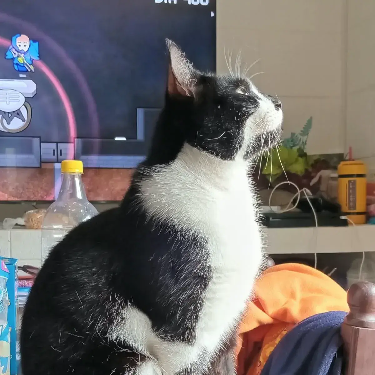 Buscan a Coco, un gatito perdido en Hipólito Yrigoyen y Sarmiento