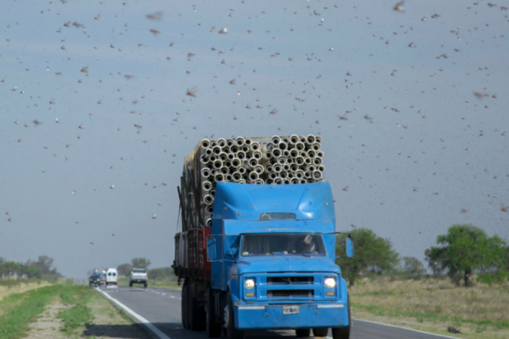 Hay tres provincias en vilo por los ataques de las langostas