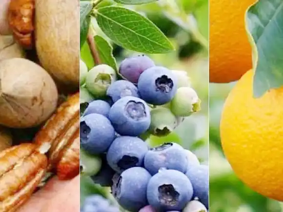 Desde la Unidad de Gestión Técnica de CAFESG asesoran sobre proyectos productivos