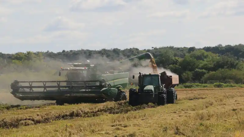 Preocupación en el sector arrocero entrerriano: “Con los números actuales trabajamos a pérdida”, advierte Challio