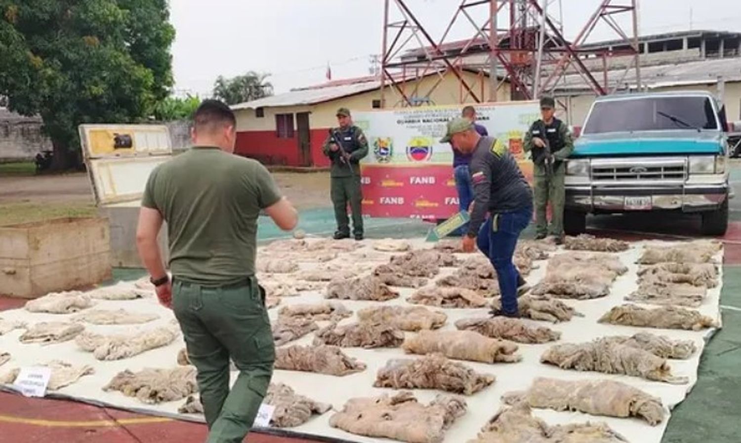 Autoridades decomisan casi mil kilos de chigüire y baba en Barinas