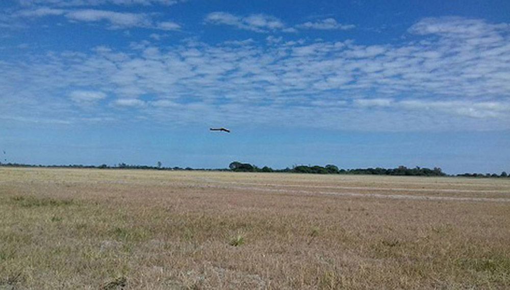 Arroz: la superficie en Santa Fe disminuiría 8%