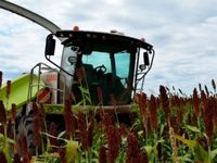 La cosecha de sorgo impulsa las cifras y sigue la siembra de trigo