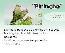 pirincho