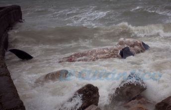 Encontraron una ballena muerta en Chapadmalal