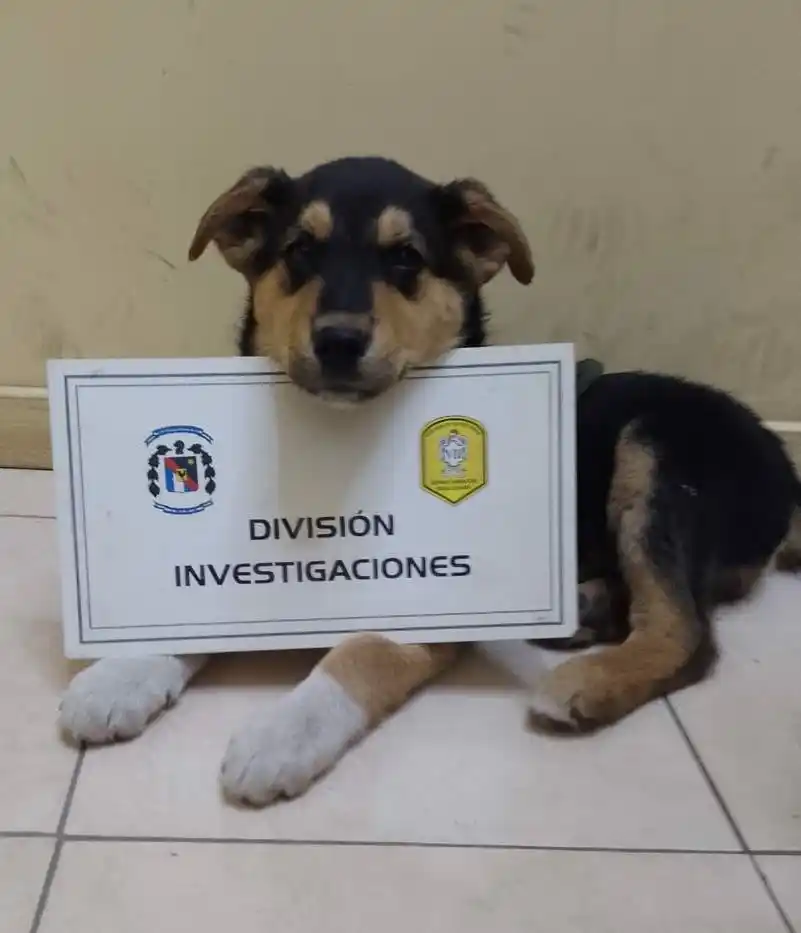 Secuestraron un cachorro