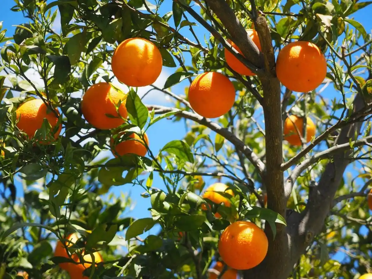 Frutales. Buscan recuperar la fruta que crece en la ciudad y darle un nuevo destino