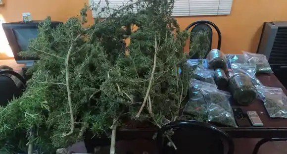Detuvieron a dos narcotraficantes en Funes: tenían marihuana y varias plantas de cannabis sativa