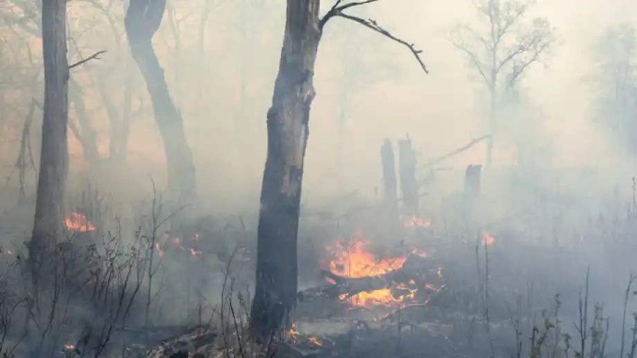 Por qué los incendios forestales en  Patagonia Norte se repiten