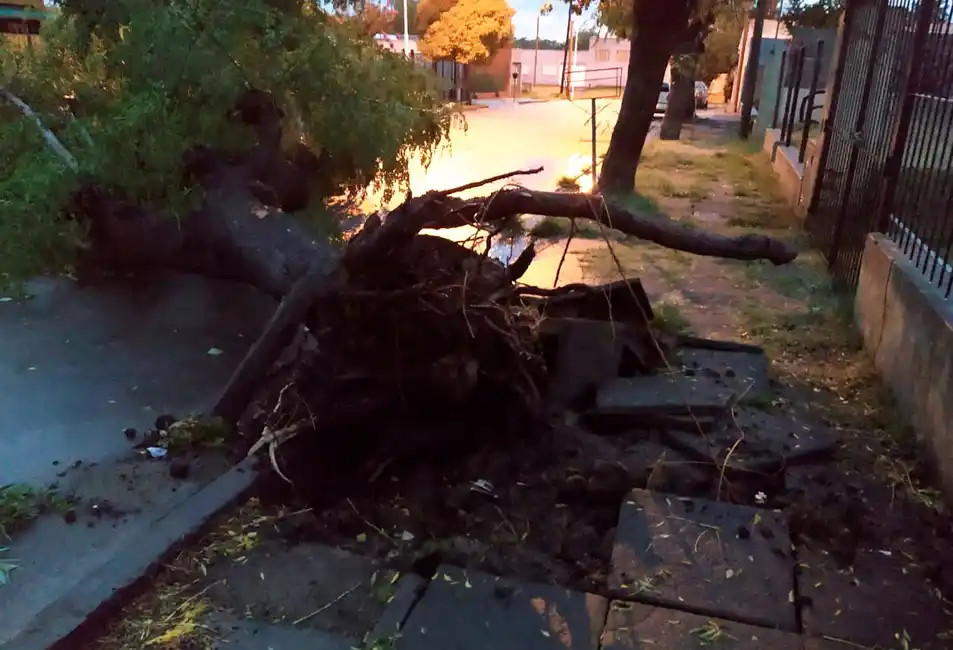 Árboles caídos, un techo volado y una familia evacuada por las fuertes tormentas