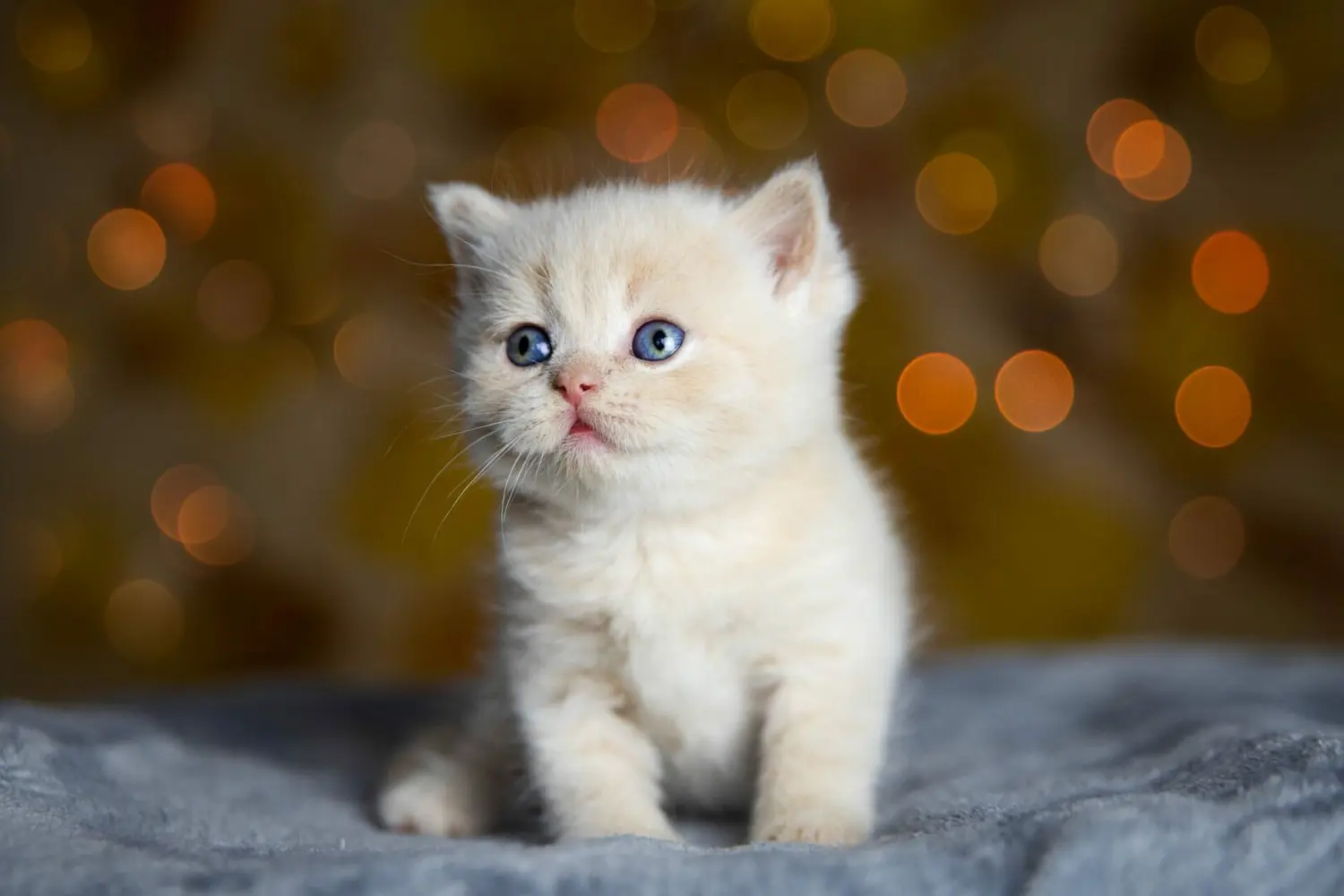 ¡A CELEBRAR! Este #8Ago se celebra el Día del Gato, conoce por qué
