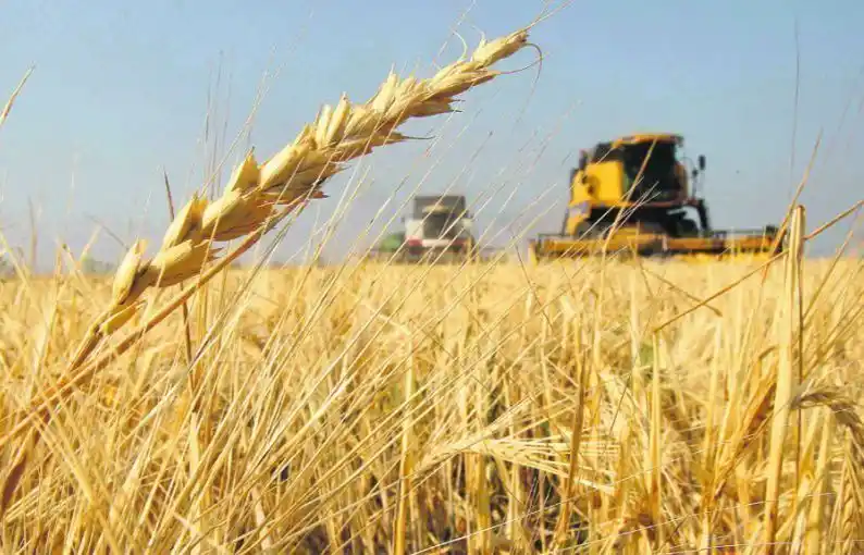 Estiman que la próxima campaña de trigo alcanzará un volumen récord