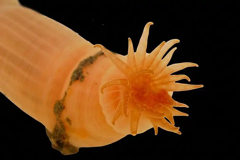 El estudio premiado se dedica a la biodiversidad de anémonas de mar en distintos sectores del litoral argentino.