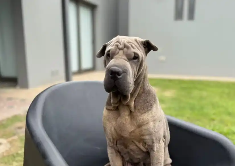 Ofrecen una recompensa de $500 mil pesos.