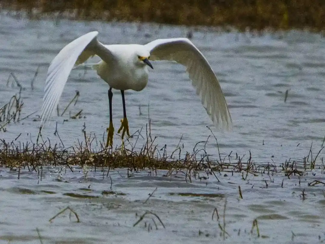 El COA Chascomús participó del Censo Neotropical de Aves Acuáticas en Vitel y El Castillo