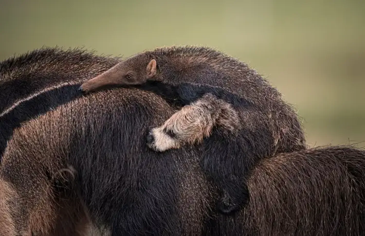 Fotografías de vida silvestre 2021