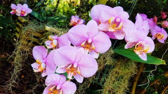 ¿Cuál es la flor ideal para regalar en pareja en esta época del año según el Feng Shui?