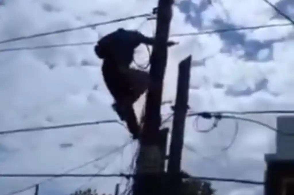 La vecina de Quilmes, grabó la escena con su teléfono celular.