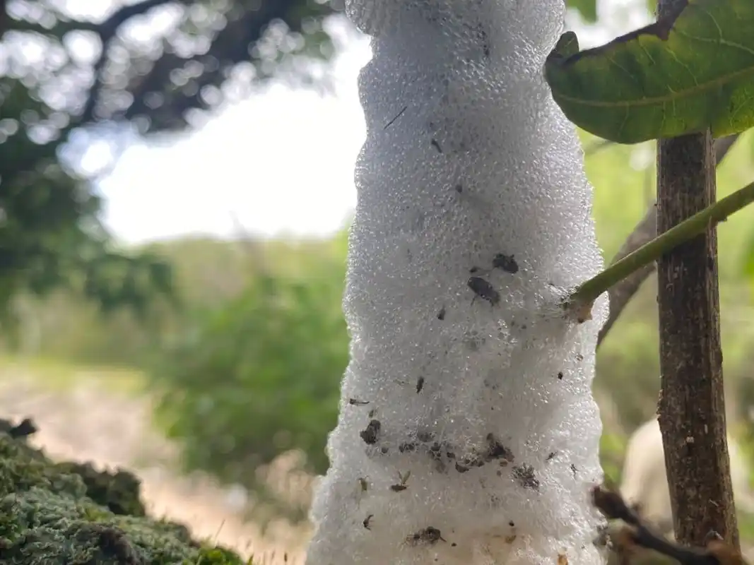 arboles con espuma - 2