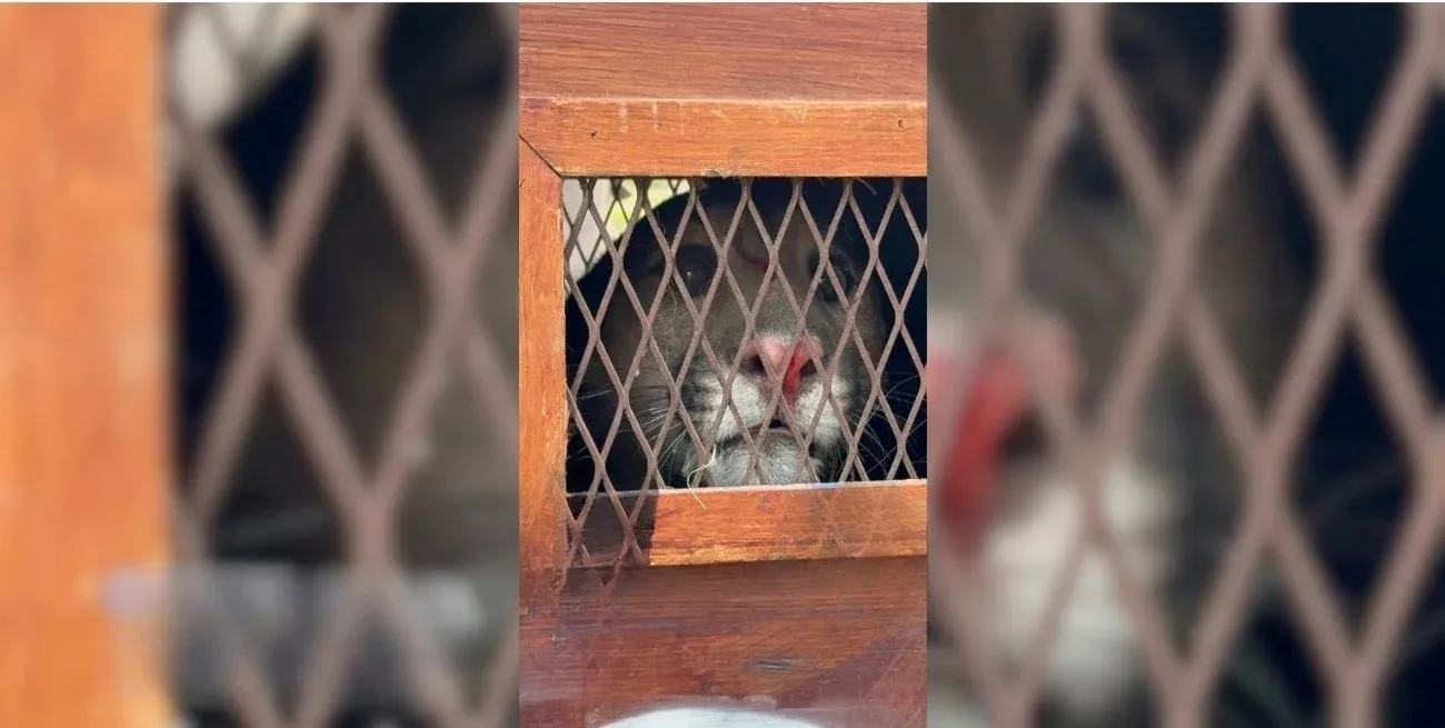 VIDEO | Enorme susto en la región: apareció un puma en el patio de una vecina y tuvo que ser rescatado
