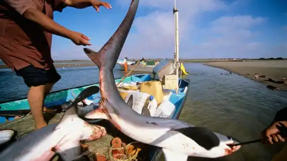 Dos sujetos fueron detenidos por presunto tráfico ilícito de 32 tiburones en Carúpano, estado Sucre (VIDEO)