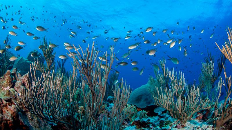 Alertan que inédita ola de calor marino provocará “muertes masivas” de especies