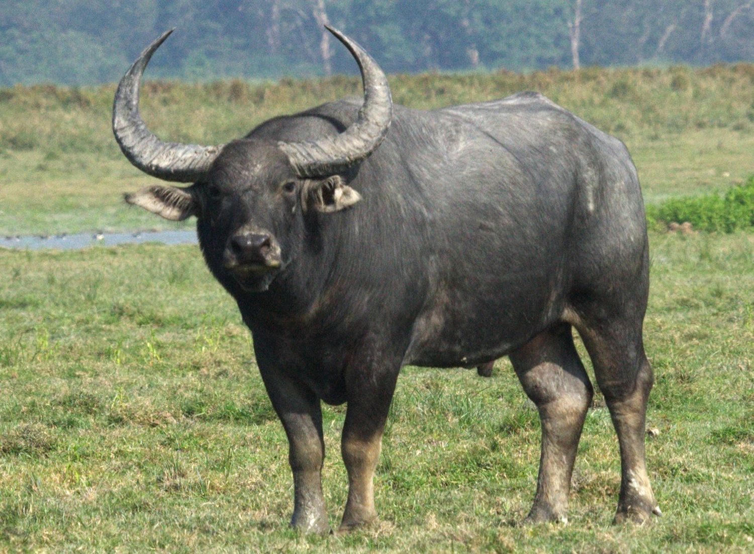 BUFALO-2