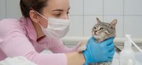 Los veterinarios como "barrera" sanitaria
