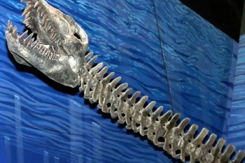 El esqueleto parcial "excelentemente conservado"