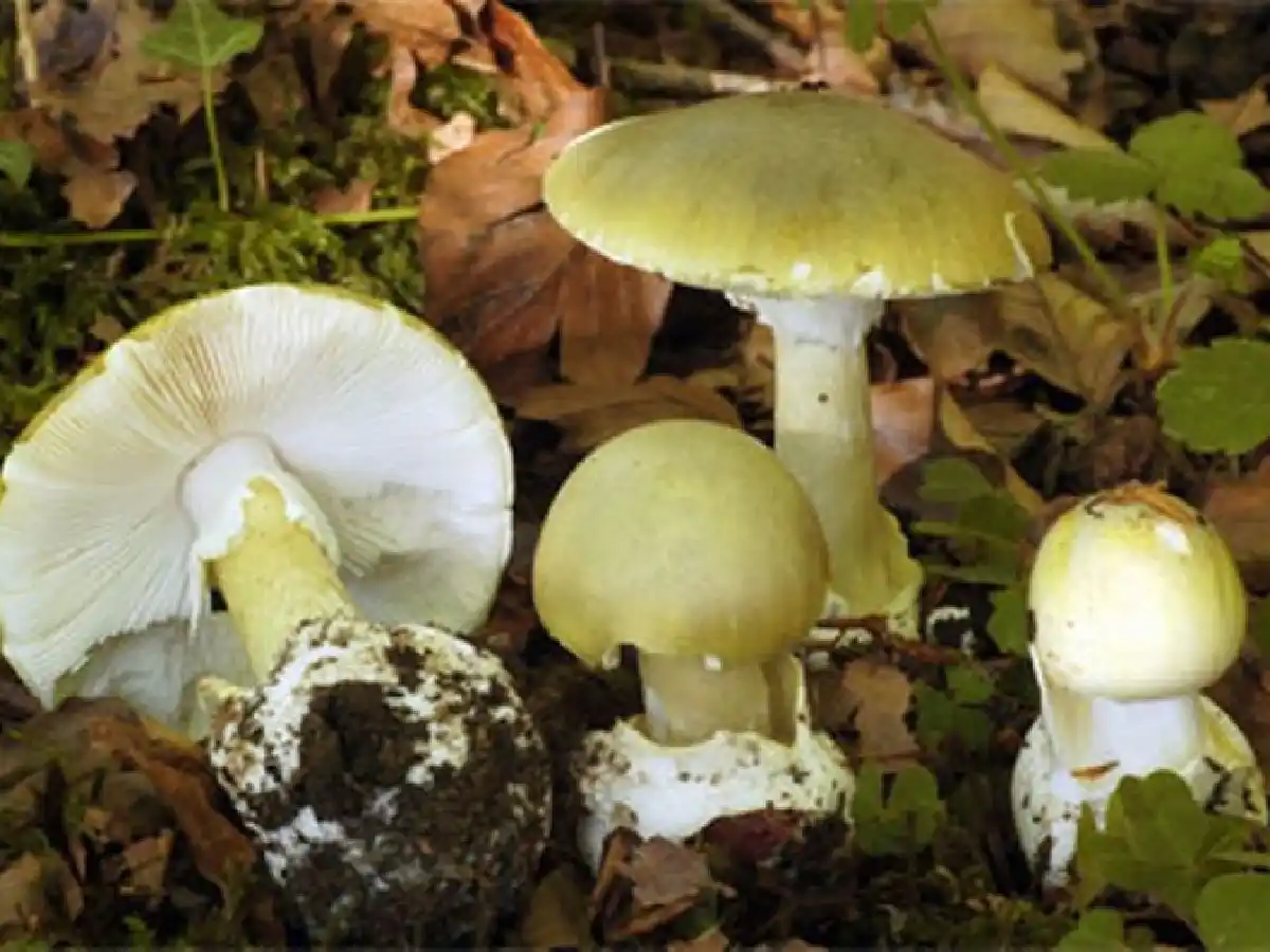 Murió el hombre que comió un hongo venenoso en Calamuchita