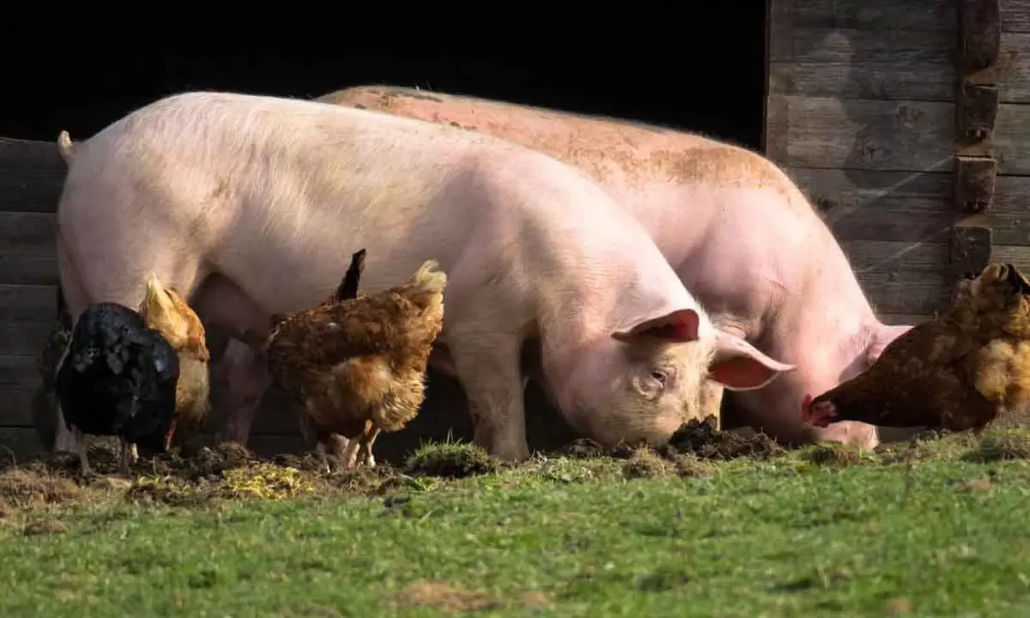 La Culpa no es del Chancho: campaña de la Agencia Santafesina de Seguridad Alimentaria contra la triquinosis 