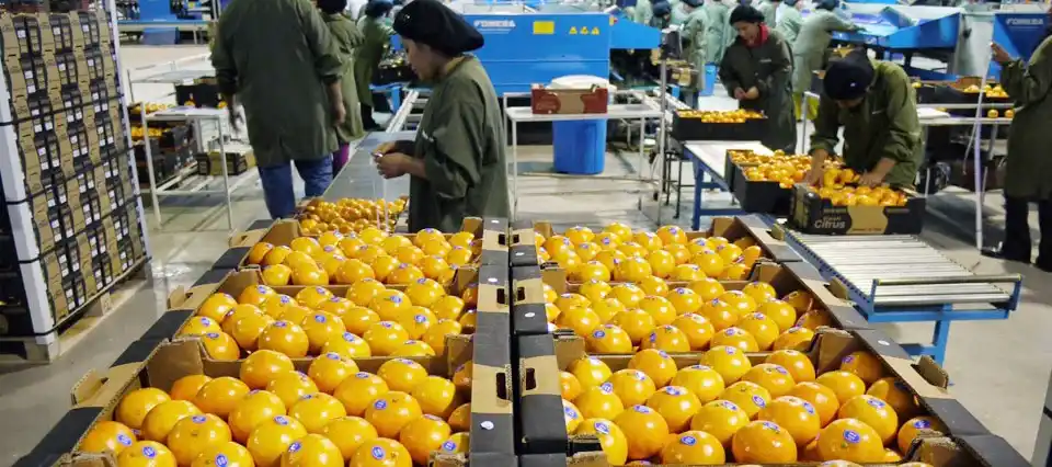 La citricultura argentina cerrará el año con exportaciones firmes y precios en alza