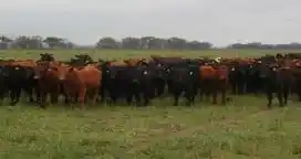 Quieren que las vacas tengan microchips para impulsar las exportaciones de carne