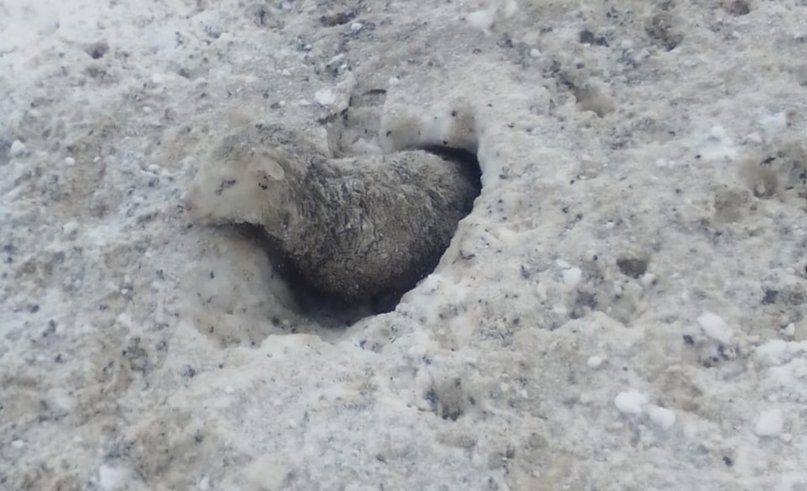Patagonia dramática: la nieve, una trampa mortal para los animales