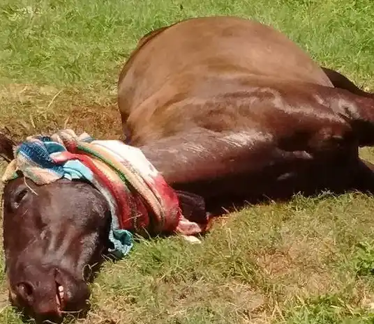 Una yegua murió degollada al impactar contra un auto